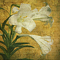 Antique Easter Lily