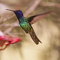 Hummingbird Humming