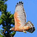 Red Shoulder Hawk